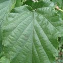Corylus colurna feuille